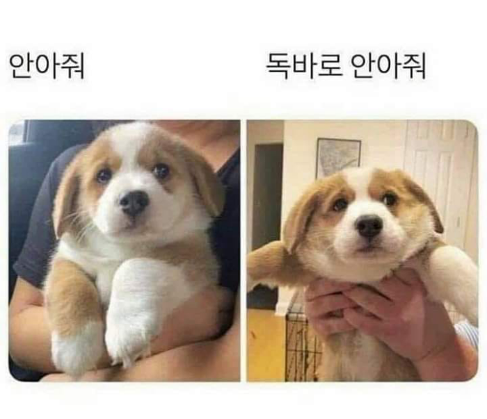 올바르게 강아지를 안는 방법!!! 