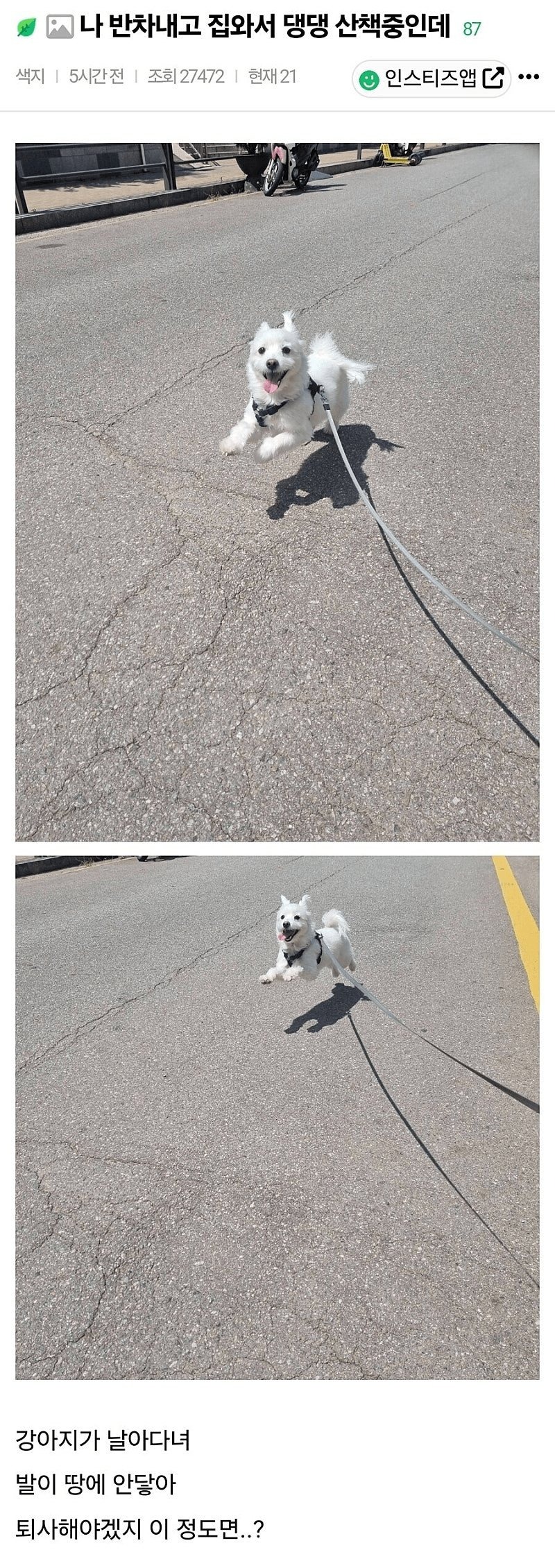 반차쓰고 집 와서 댕댕이 산책하는데... 