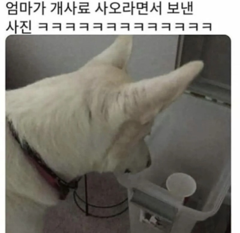 엄마가 강아지 사료 사오라면서 보낸 사진