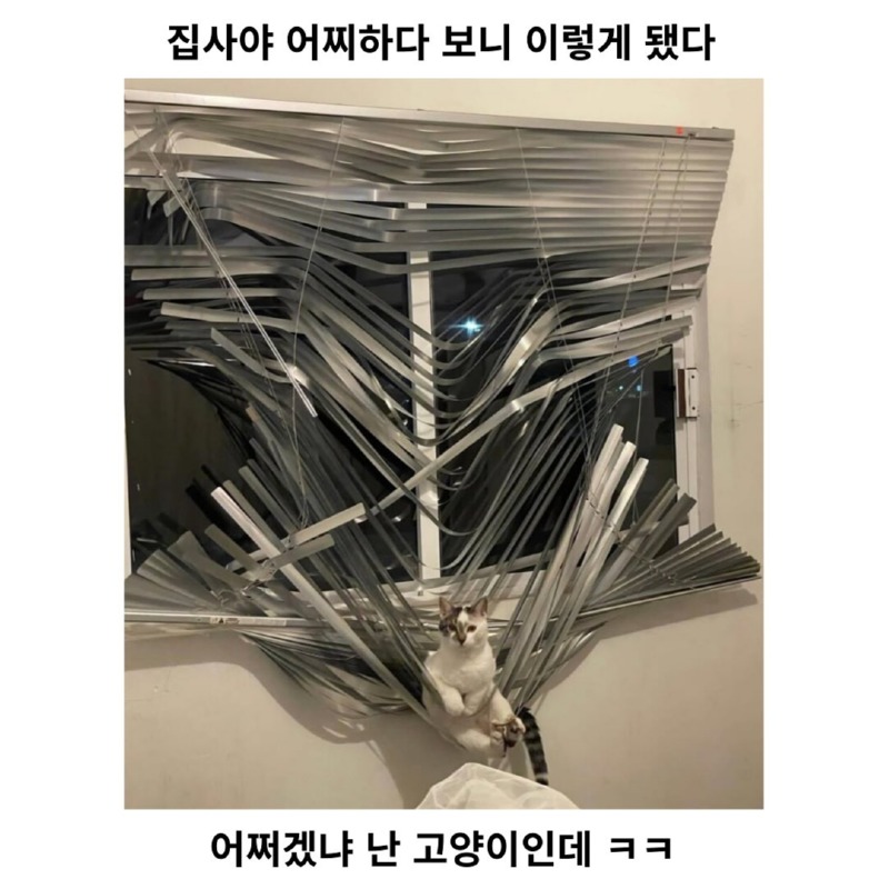 내가 고양이인데 어쩔꺼야 집사야 ㅋ