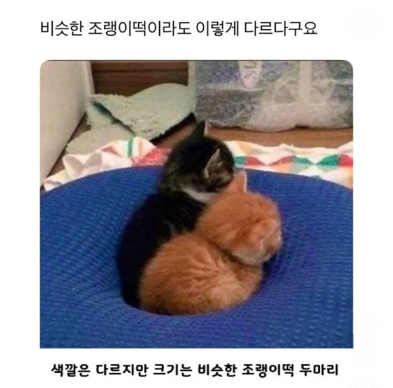 유독 치즈냥이가 둔둔이들이 많다 