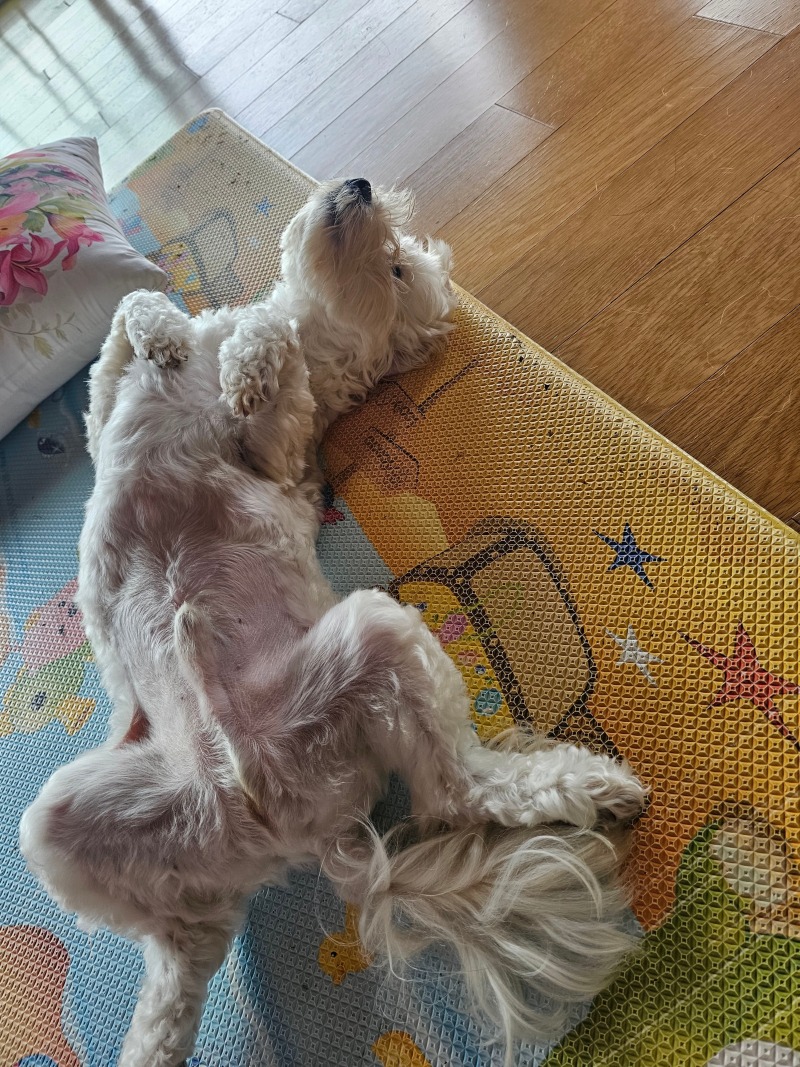 안녕하세요 ~ 솜털이 인사드립니당