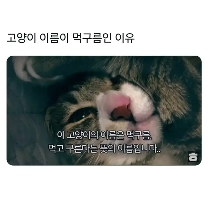 냥이 이름이 먹구름인 이유