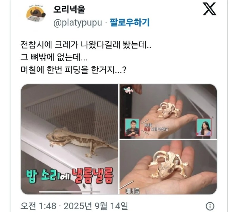전참시에 나온 도마뱀(크레) 이슈... 