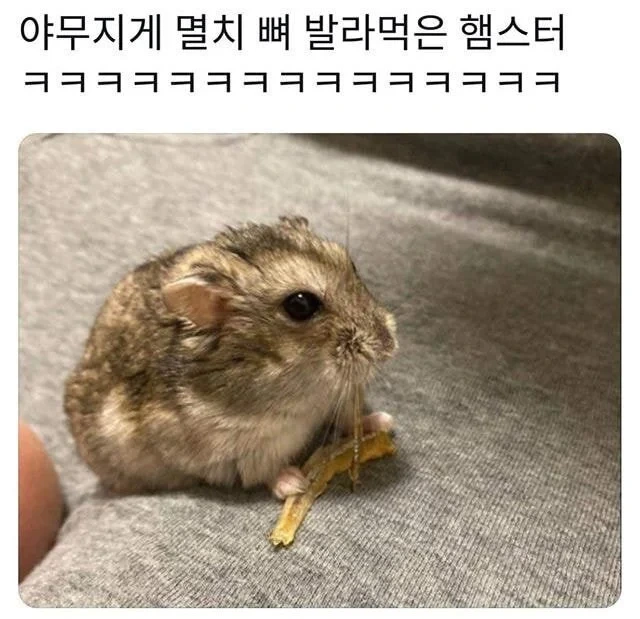 야무지게 멸치 뼈 발라먹은 햄스터.