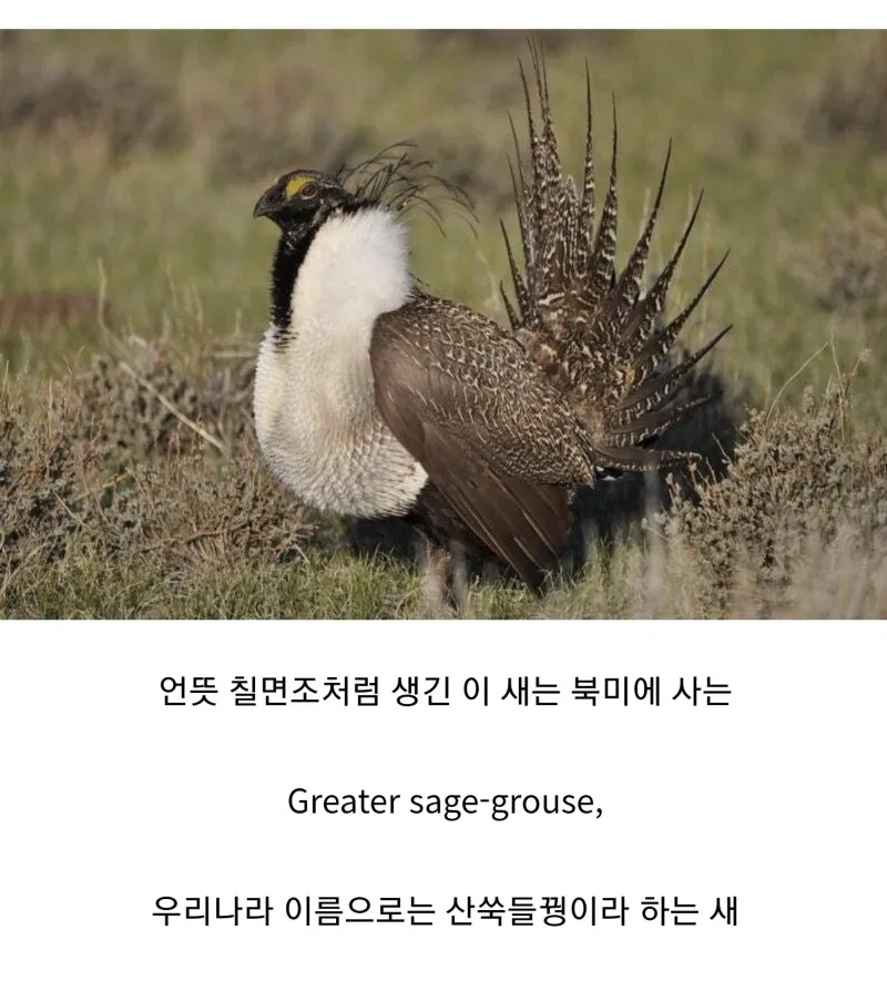 생소한 산쑥들꿩