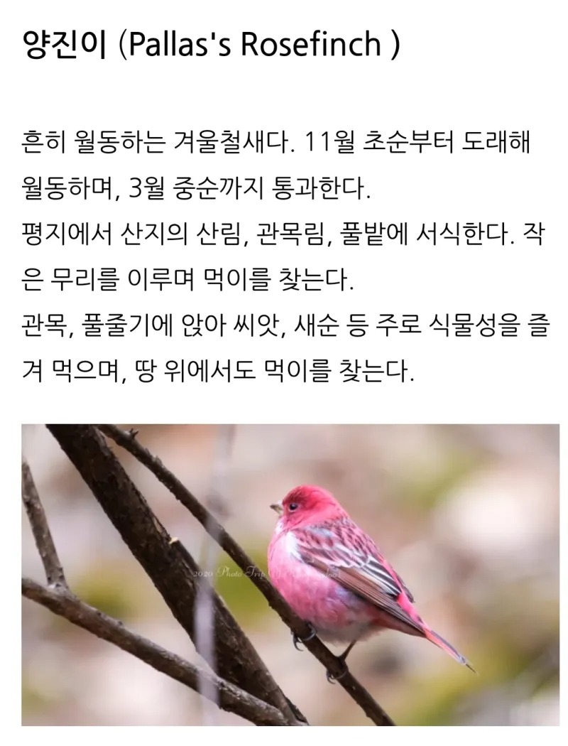 양진이