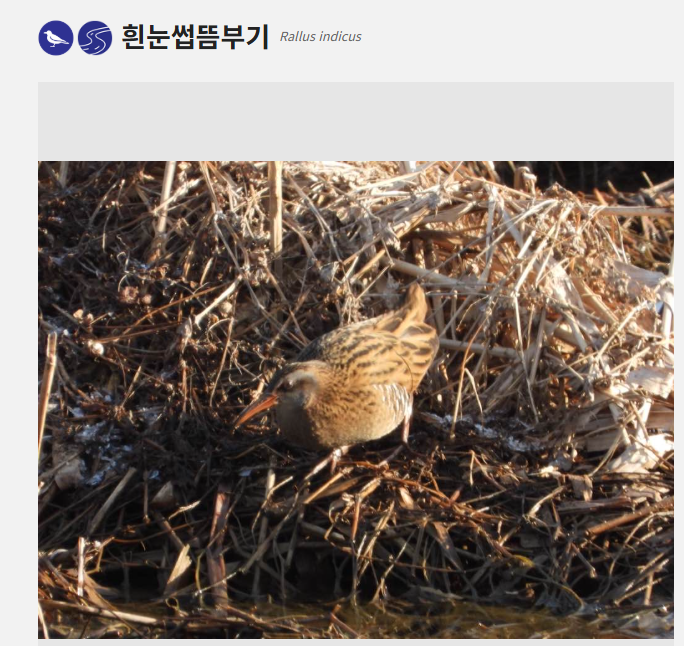 흰눈썹뜸부기 