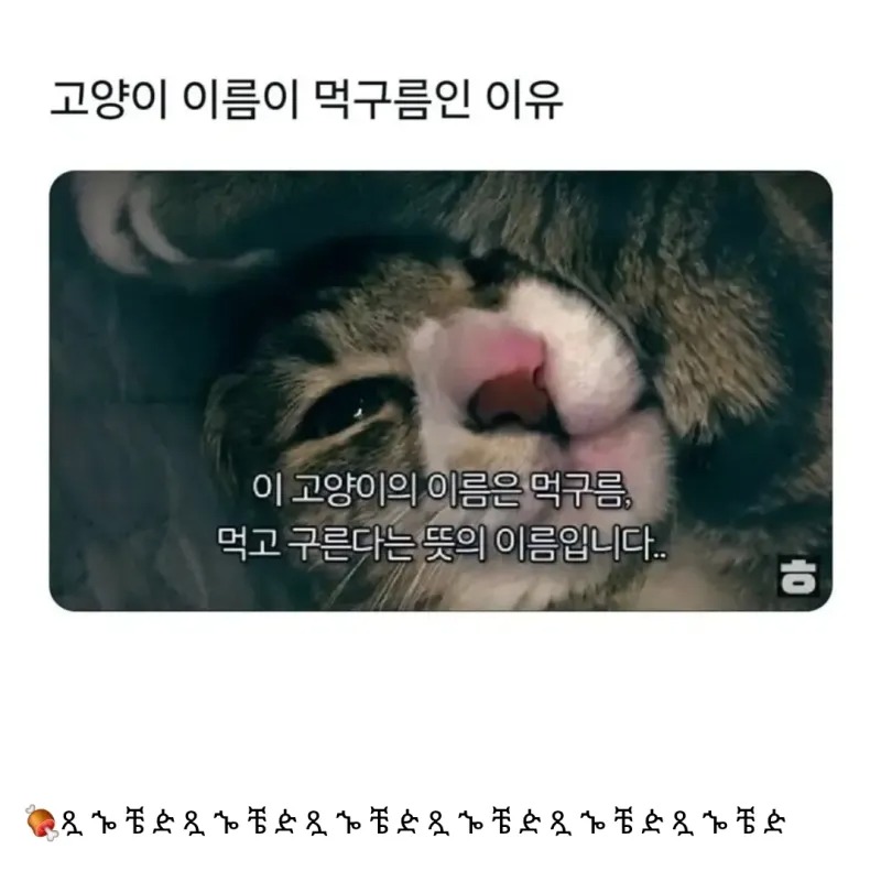 고양이 이름이 먹구름인  이유