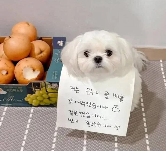 배를 갉아먹은 댕댕이