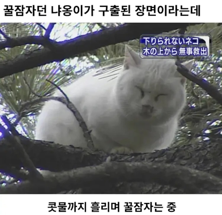 일본에서 유명했다던 고양이