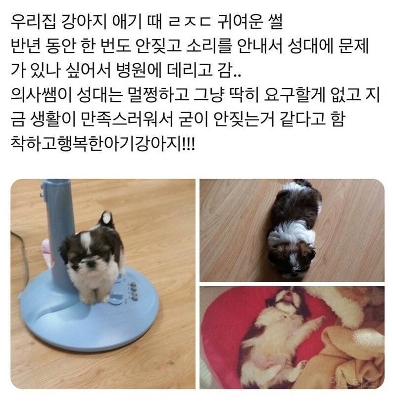 강아지가 반년동안 한 번도 안 짖은 이유