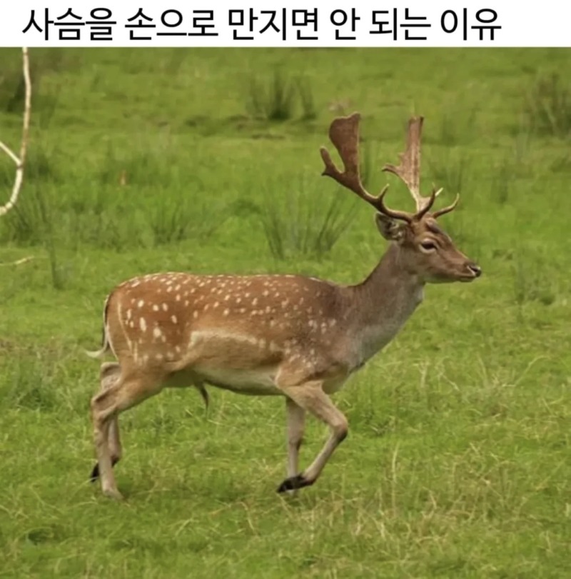 사슴을 손으로 만지면 안되는 이유
