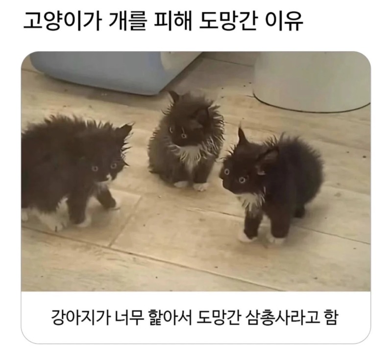 고양이가 강아지를 피해 도망간 이유