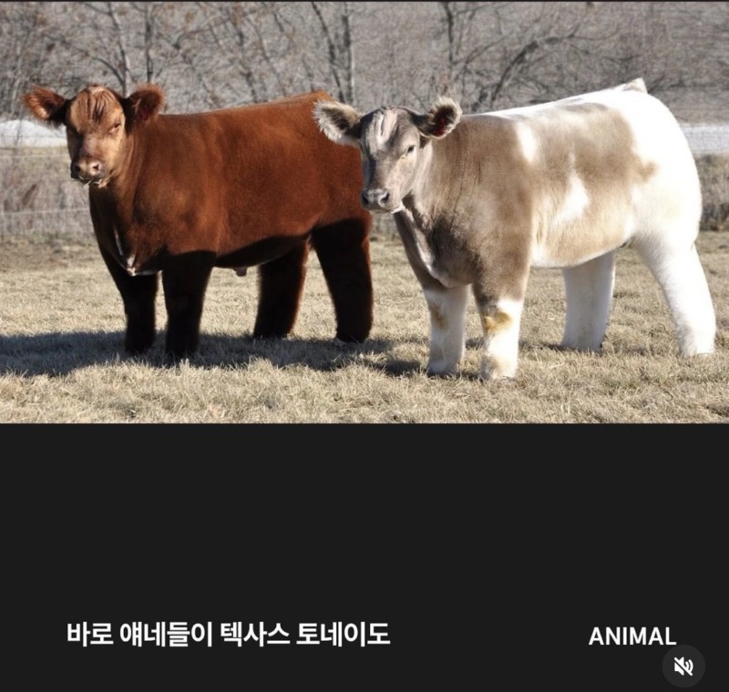 텍사스 토네이도