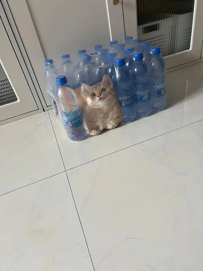 고양이 키우면 화나면서 귀여운걸 동시에 느낄수 있음.