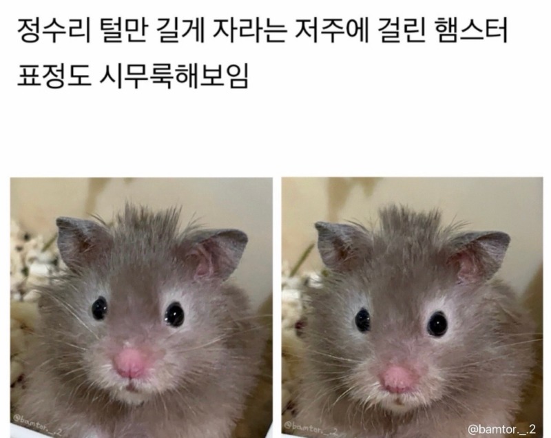 정수리털만 길게 자라는 저주에 걸린 햄스터