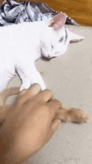 자다가 친구 발냄새 맡은 고양이