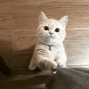 나랑 놀아주세요