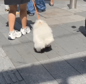 폭염에 댕댕이 산책하면 안되는 이유